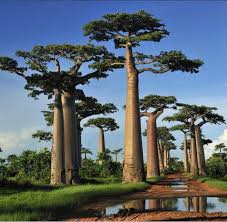 Image result for Adansonia digitata