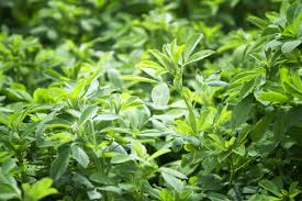 We did not find results for: Seeing 20 20 In 2020 Focusing On Alfalfa Landmark Services Cooperative