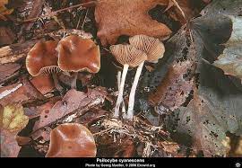 Pin By Chelsea Morris On Fungus Shmungus Stuffed Mushrooms Fungi Plants