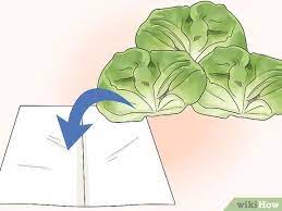Sure, lettuce prices are not exactly crazy high. 3 Ways To Harvest Buttercrunch Lettuce Wikihow