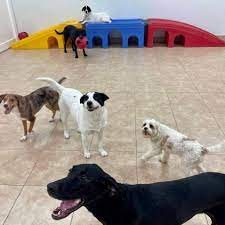 We did not find results for: Pet Lodge Veterinarian In Stamford Ct Stamford Veterinary Center Pet Lodge