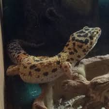 More images for leopard gecko sleeping » The Sleeping Leopard Gecko Leopardsleeping Twitter