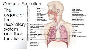 Major Functions Of The Respiratory System Nasal Oral Cavity Larynx Pharynx Trachea Epiglottis Left Basic Anatomy And Physiology Respiratory System Respiratory
