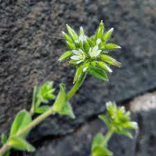 Image result for Cerastium glomeratum