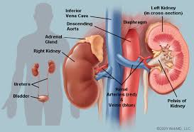 External features of kidney have two poles, two borders and two surfaces. What Are The Bean Shaped Organs In The Lower Back Called Socratic