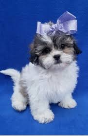 50 Discount Sales In 2020 Shitzu Puppies Shichon Puppies Shih Tzu Puppy