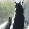 Domestic Long Hair Vs Maine Coon
