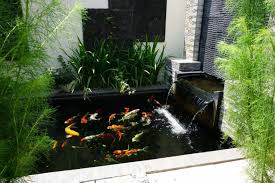 Kolam Ikan Di Lahan Minim Mengapa Tidak Furnizing