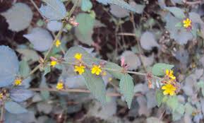 Image result for Triumfetta digitata