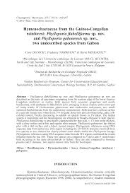 Image result for Warneckea sp.