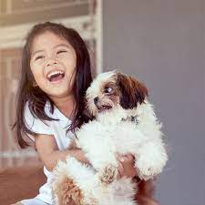 The shih tzu experienced another setback due to world war ii, but breeding picked up again during the 1950s and 60s. Breeders With Shih Tzu Puppies For Sale In Texas