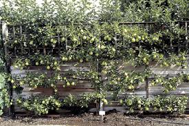 See and discover other items: Apples And Pears Growing And Training As Cordons Rhs Gardening