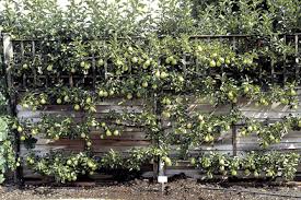 In theory you can minarette any root stock but it tends to be best to choose a dwarf one as the whole point is to keep it small and manageable (b) fruit is always best in the soil as often whatever huge size of pot you choose it will eventually out grow it and it gets difficult to improve the soil or growing conditions under these restrictions (c) most fruit trees take a few years to come. Apples And Pears Growing And Training As Cordons Rhs Gardening