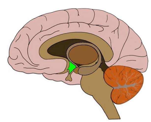 Know your brain: Hypothalamus