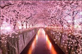 Please contact us if you want to publish a hp wallpaper on our site. Gambar Wallpaper Bunga Sakura Di Jepang Pink Leaf Tree Japan 883x584 Wallpaper Teahub Io