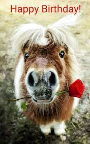 Geburtstag Happybirthdaywishes Geburtstag Geburtstag Geburtstags Gluckwunsche Geburtstag Geb Birthday Wishes Funny Happy Birthday Horse Birthday Humor