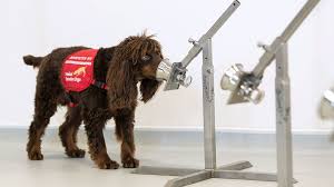 Anything conductive that intersects the field will affect the field and be detected. Coronavirus Sniffer Dogs Trial Going Very Well Bbc News