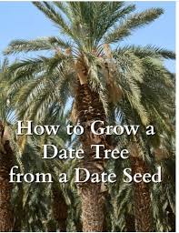 Date palm raw in hand holding, yellow date palm, fresh date palm in farmland. Royal Farm How To Grow A Date Tree From A Date Seed Dabino In Commercial Date Orchards Around Israel Date Trees Are Grown By Cloning Adult Date Trees This