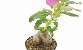 Image result for Pterodiscus elliottii