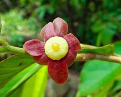 Image result for Uvaria tanzaniae