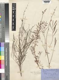 Image result for Tephrosia paniculata