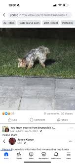 We have a few openings this week at Absolute Pawfection for grooming, if  anyone needs to get their dog/cat in 😊🐶🐱🛁 Call us at 330-460-6798