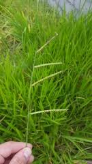 Image result for Urochloa marlothii