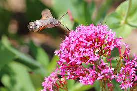 Image result for Valeriana capensis