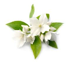 Fragrant natural pure jasmine buds dried jasmine flowers wholesale herbal tea wedding favours or decorations. Jasmine Powder Lush Cosmetics Nz