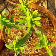 Image result for Euphorbia memoralis