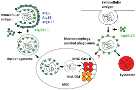 Image result for Antigen Processing