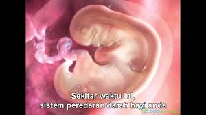 Savesave tahap perkembangan janin dalam kandungan ibu for later. Animasi Proses Perkembangan Janin Dalam Kandungan 9 Minggu Pertama Subtitle Indonesia Youtube