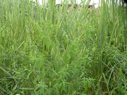 Image result for Sphenoclea zeylanica