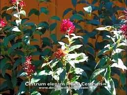 Image result for Cestrum elegans