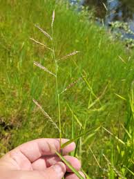 Image result for Gilgiochloa