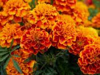 Just like precious birthstones that are associated with people's birth months, there are birth flowers representing all twelve months in a year. What S Your Birth Flower Birth Month Flowers Meanings The Old Farmer S Almanac