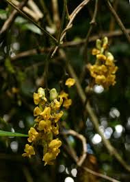 Image result for Dumasia