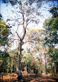 Image result for Embelia xylocarpa