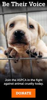 Eventually, my hope is that the aspca and others will lump backyard breeders into their fight to terminate. Barred From Love Puppies Dog Breeders Aspca