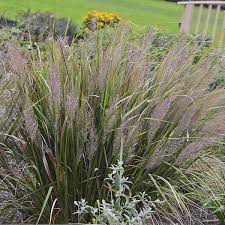 Image result for Brachystephanus calostachyus