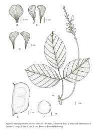 Image result for Macropsychanthus