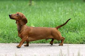 The dachshund comes in three coat varieties and two sizes. Dachsund Museum Opens In Passau Germany Simplemost