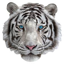 Check spelling or type a new query. Rompecabezas Yo Soy Tigre Blanco 300