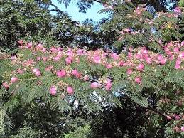 Click on image to view plant details. Mimosa Trees Exotic Aromatic And Potentially Threatening Dengarden