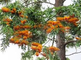 Book silky oaks lodge, mossman on tripadvisor: Silky Oak Gypsy Life