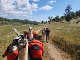 Black Mountain Pack Llamas