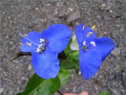 Image result for Commelina latifolia