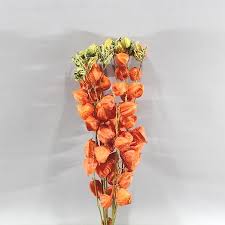 Wholesale korean style wedding decoration preserved real flowers dried natural pampas grass large. Physalis Natural Dried 70cm Wholesale Dutch Flowers Florist Supplies Uk
