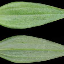 Image result for Exochaenium