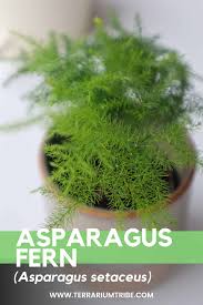 Image result for Asparagus setaceus